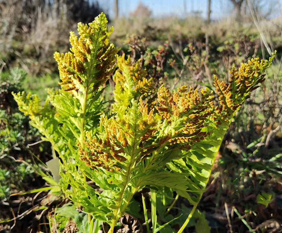 Polypodium cambricum 'Pulcherrimum Addison'